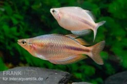 Kiura-Regenbogenfisch, Melanotaenia Cf. Goldiei "Kiura", 5 Tiere -Heimtierbedarf Kiura Regenbogenfisch Melanotaenia cf goldiei Kiura 2 Paare 2