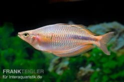 Kiura-Regenbogenfisch, Melanotaenia Cf. Goldiei "Kiura", 5 Tiere -Heimtierbedarf Kiura Regenbogenfisch Melanotaenia cf goldiei Kiura 2 Paare 3