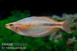Kiura-Regenbogenfisch, Melanotaenia Cf. Goldiei "Kiura", 5 Tiere