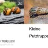 Kleine Putz-Truppe: 3x Rennschnecke + 5x Turmdeckelschnecke -Heimtierbedarf Kleine Putz Truppe 3 x Rennschnecke 5 x Turmdeckelschnecke