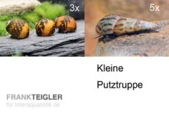 Kleine Putz-Truppe: 3x Rennschnecke + 5x Turmdeckelschnecke
