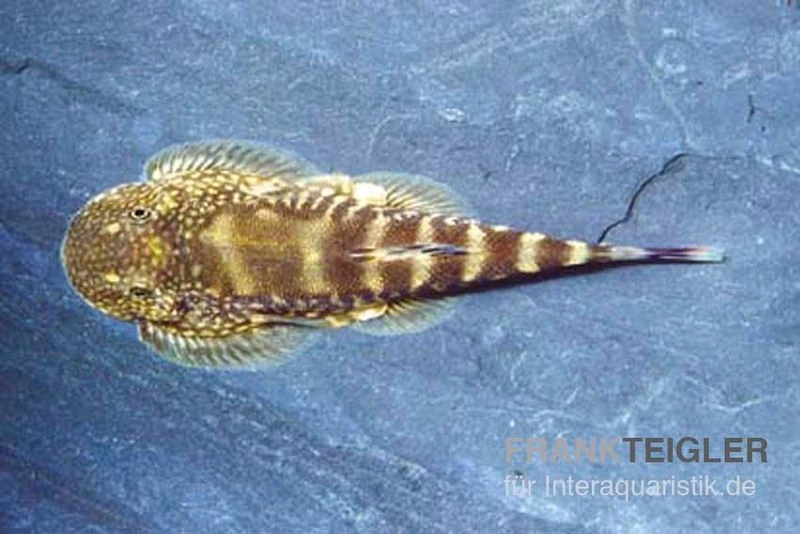 Kleiner Borneo Flossensauger, Pseudogastromyzon Ctenocephalus, 3er Gruppe 5 Kleiner Borneo Flossensauger, Pseudogastromyzon Ctenocephalus, 3er Gruppe – Bild 3