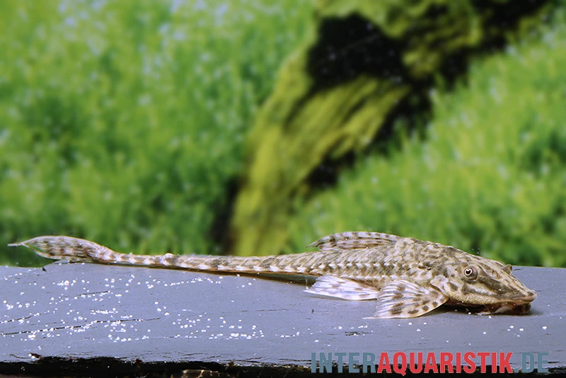 Kleiner Hexenwels, Rineloricaria Parva 3 Kleiner Hexenwels, Rineloricaria Parva