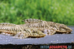 Kleiner Hexenwels, Rineloricaria Parva 5 Kleiner Hexenwels, Rineloricaria Parva -Heimtierbedarf Kleiner Hexenwels Rineloricaria parva neu 2