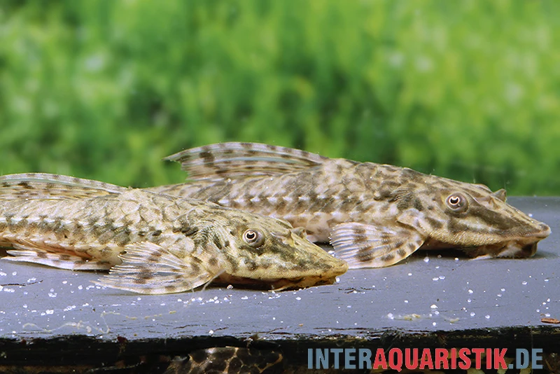 Kleiner Hexenwels, Rineloricaria Parva 4 Kleiner Hexenwels, Rineloricaria Parva – Bild 2