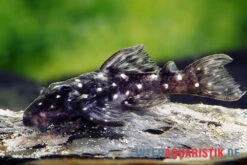 Kleiner Orinoco-Saugwels, L 280, Micracanthicus Vandragti 6 Kleiner Orinoco-Saugwels, L 280, Micracanthicus Vandragti -Heimtierbedarf Kleiner Orinoco Saugwels L 280 Micracanthicus vandragti 2