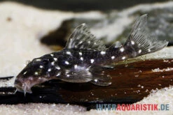 Kleiner Orinoco-Saugwels, L 280, Micracanthicus Vandragti 7 Kleiner Orinoco-Saugwels, L 280, Micracanthicus Vandragti -Heimtierbedarf Kleiner Orinoco Saugwels L 280 Micracanthicus vandragti 3