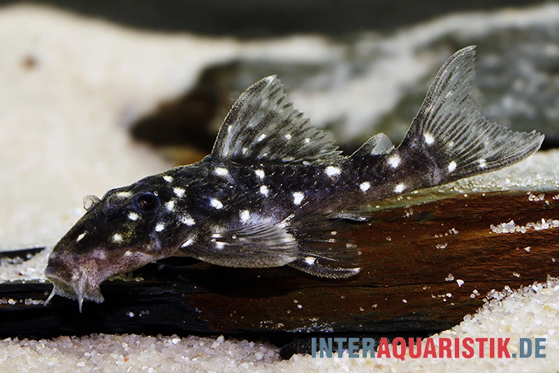 Kleiner Orinoco-Saugwels, L 280, Micracanthicus Vandragti 5 Kleiner Orinoco-Saugwels, L 280, Micracanthicus Vandragti – Bild 3