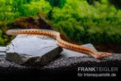 Kongo-Stachelaal, Mastacembelus Cf. Greshoffi (Kongo) 9 Kongo-Stachelaal, Mastacembelus Cf. Greshoffi (Kongo) -Heimtierbedarf Kongo Stachelaal Mastacembelus cf greshoffi Kongo 1