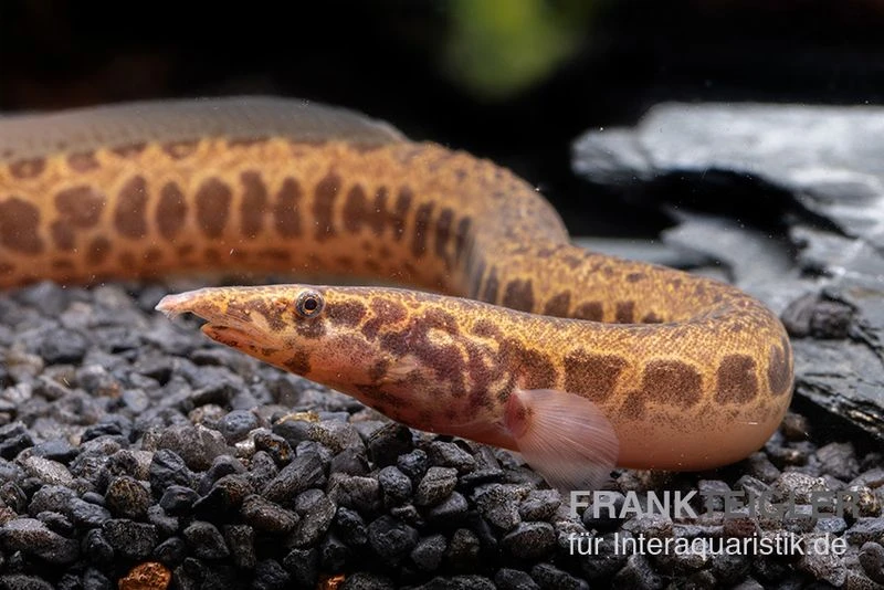 Kongo-Stachelaal, Mastacembelus Cf. Greshoffi (Kongo) 7 Kongo-Stachelaal, Mastacembelus Cf. Greshoffi (Kongo) – Bild 5