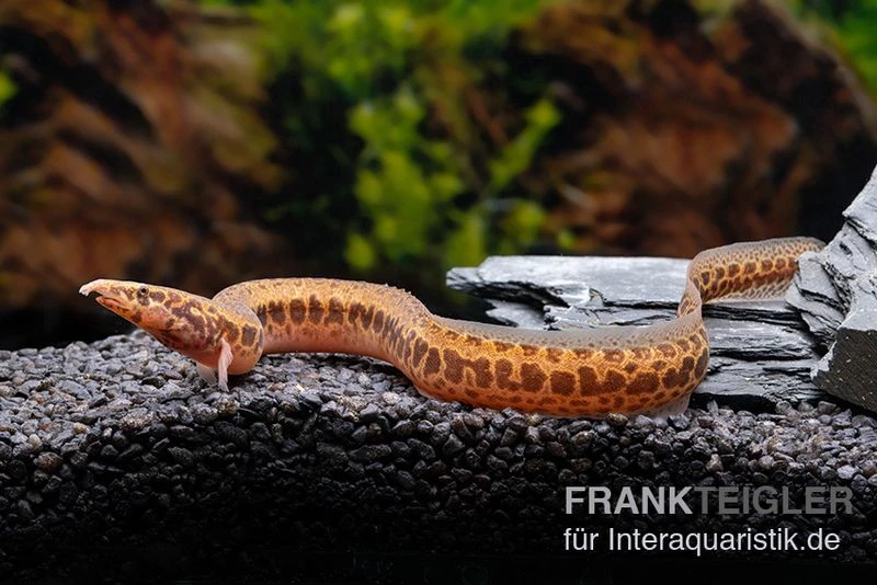 Kongo-Stachelaal, Mastacembelus Cf. Greshoffi (Kongo) 4 Kongo-Stachelaal, Mastacembelus Cf. Greshoffi (Kongo) – Bild 2