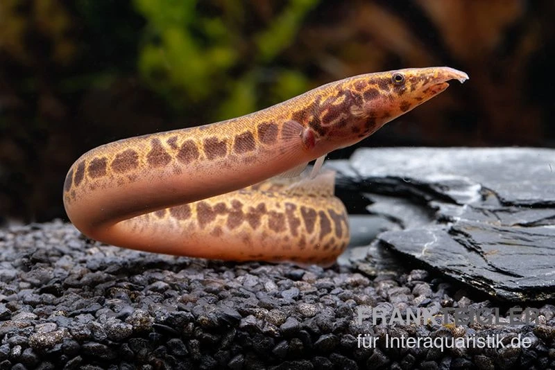 Kongo-Stachelaal, Mastacembelus Cf. Greshoffi (Kongo) 3 Kongo-Stachelaal, Mastacembelus Cf. Greshoffi (Kongo)