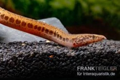 Kongo-Stachelaal, Mastacembelus Cf. Greshoffi (Kongo) 10 Kongo-Stachelaal, Mastacembelus Cf. Greshoffi (Kongo) -Heimtierbedarf Kongo Stachelaal Mastacembelus cf greshoffi Kongo 5