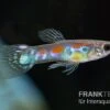Kongo-Wildguppy, Poecilia Sp. Congo Guppy, 10 Paare (20 Fische) -Heimtierbedarf Kongo Wildguppy Poecilia sp Congo Guppy 10 Paare 1
