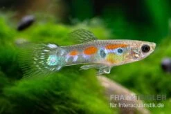 Kongo-Wildguppy, Poecilia Sp. Congo Guppy, 10 Paare (20 Fische) -Heimtierbedarf Kongo Wildguppy Poecilia sp Congo Guppy 10 Paare 2