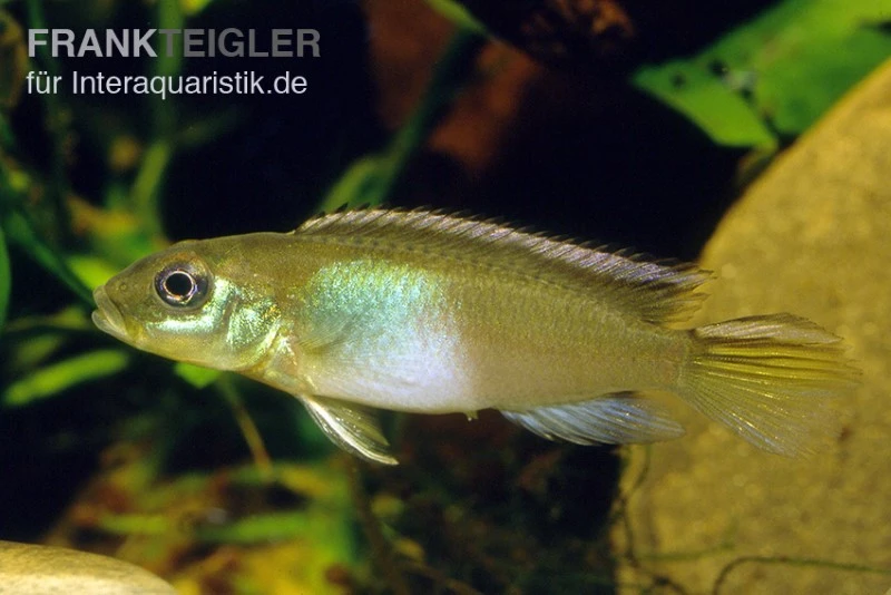 Kongocichlide, Nannochromis Nudiceps 3 Kongocichlide, Nannochromis Nudiceps
