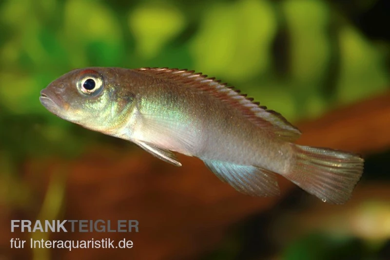 Kongocichlide, Nannochromis Nudiceps 4 Kongocichlide, Nannochromis Nudiceps – Bild 2