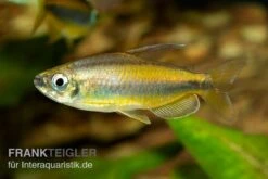 Goldener Kongosalmler, Phenacogrammus Aurantiacus -Heimtierbedarf Kongosalmler Phenacogrammus aurantiacus 2