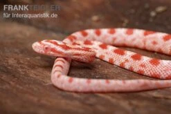 Kornnatter, Pantherophis Guttatus AMEL -Heimtierbedarf Kornnatter Pantherophis guttatus Amel 6