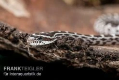 Kornnatter, Pantherophis Guttatus ANERY -Heimtierbedarf Kornnatter Pantherophis guttatus Anery 7