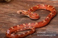 Kornnatter, Pantherophis Guttatus BLOOD