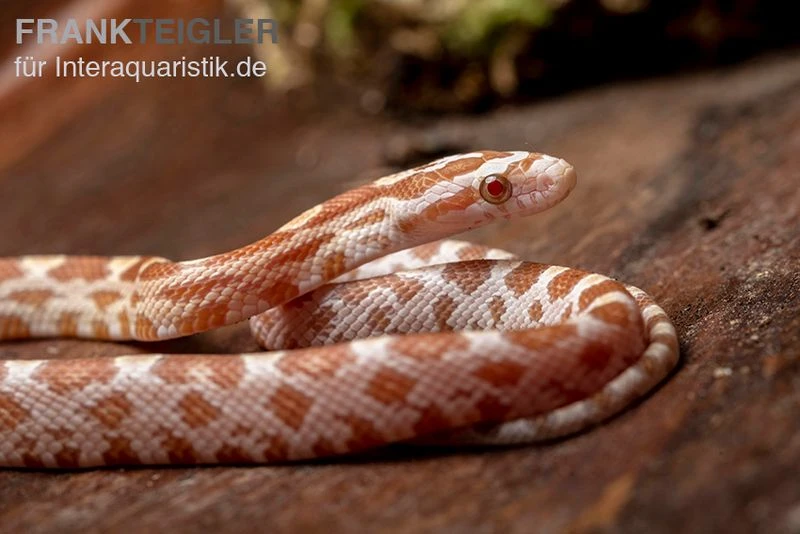 Kornnatter, Pantherophis Guttatus BUTTER 4 Kornnatter, Pantherophis Guttatus BUTTER – Bild 2