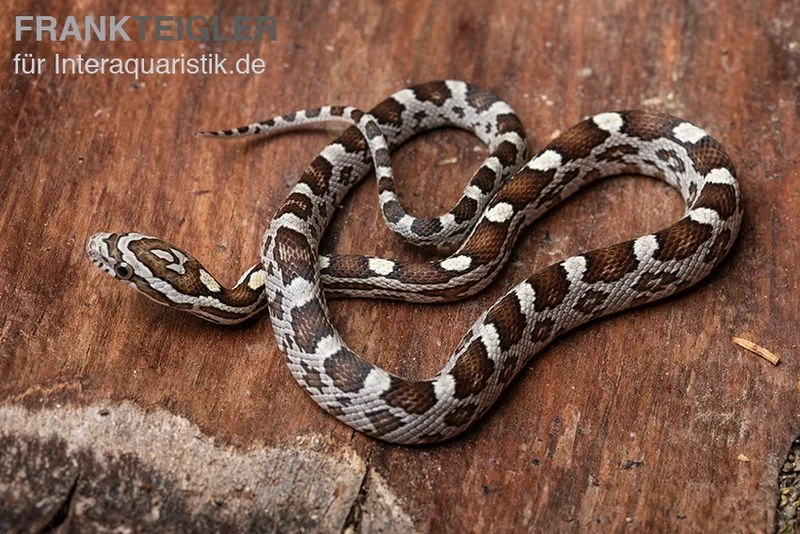 Kornnatter, Pantherophis Guttatus NORMAL 4 Kornnatter, Pantherophis Guttatus NORMAL – Bild 2