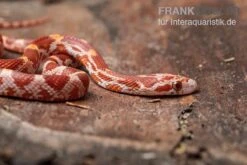 Kornnatter, Pantherophis Guttatus ULTRAMEL -Heimtierbedarf Kornnatter Pantherophis guttatus Ultramel 9