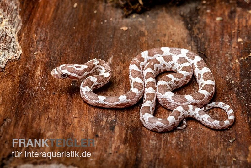 Kornnatter, Pantherophis Guttatus, ULTRAMEL ANERY 4 Kornnatter, Pantherophis Guttatus, ULTRAMEL ANERY – Bild 2