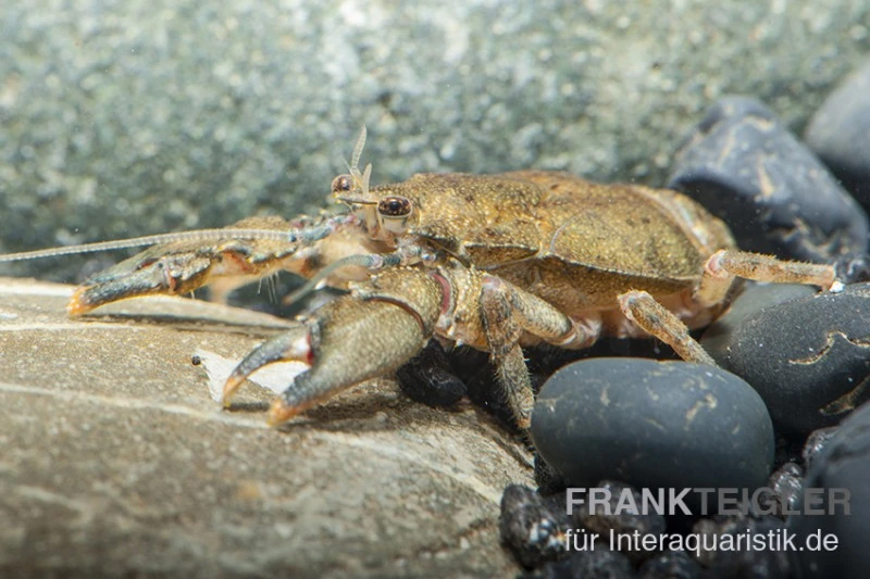 Krabbenkrebs, Aegla Platensis 3 Krabbenkrebs, Aegla Platensis