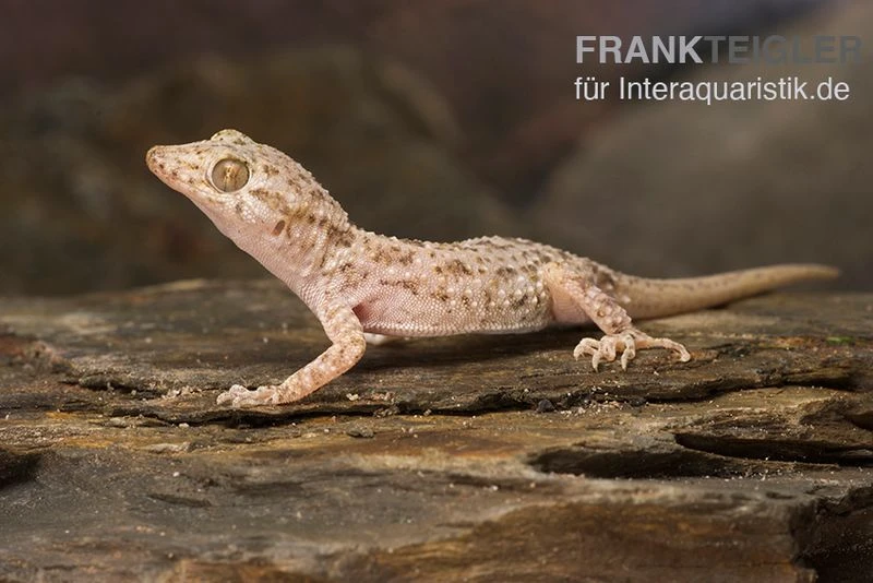 Krokodilgecko, Cyrtopodion Scabrum 3 Krokodilgecko, Cyrtopodion Scabrum