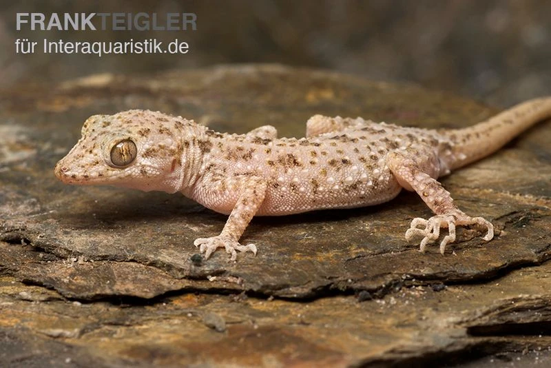 Krokodilgecko, Cyrtopodion Scabrum 4 Krokodilgecko, Cyrtopodion Scabrum – Bild 2
