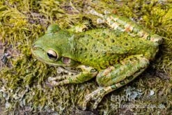 Kuba-Laubfrosch, Osteopilus Septentrionalis -Heimtierbedarf Kuba Laubfrosch Osteopilus septentrionalis 2
