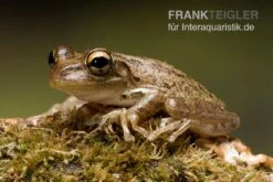 Kuba-Laubfrosch, Osteopilus Septentrionalis -Heimtierbedarf Kuba Laubfrosch Osteopilus septentrionalis 3