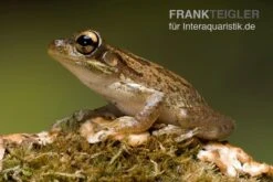 Kuba-Laubfrosch, Osteopilus Septentrionalis -Heimtierbedarf Kuba Laubfrosch Osteopilus septentrionalis 4