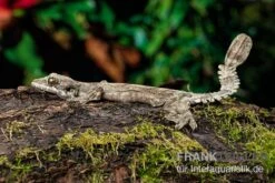 Kuhls-Faltengecko, Ptychozoon Kuhli -Heimtierbedarf Kuhls Faltengecko Ptychozoon kuhli