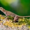 Kupferanolis, Anolis Cupreus -Heimtierbedarf Kupferanolis Anolis cupreus 1