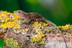 Kupferanolis, Anolis Cupreus 7 Kupferanolis, Anolis Cupreus -Heimtierbedarf Kupferanolis Anolis cupreus 3