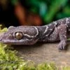 Gebänderter Blattzehengecko, Hemidactylus Fasciatus -Heimtierbedarf Kyabobo Waldgecko Hemidactylus kyaboboensis 1
