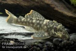 Orinoko-Guyanaharnischwels, Guyanancistrus Guahiborum "L106" -Heimtierbedarf L 106 Orinoko Guyanaharnischwels Guyanancistrus gua