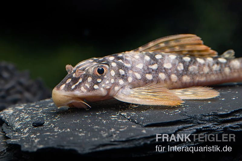 Sunshine Pleco, Sonnenwels, L14, Scobiancistrus Aureatus 4 Sunshine Pleco, Sonnenwels, L14, Scobiancistrus Aureatus – Bild 2