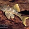Wels L 141 / L 215 Ancistomus Snethlageae 1 Wels L 141 / L 215 Ancistomus Snethlageae -Heimtierbedarf L 141 Ancistrinae sp