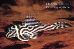 Zebra-Harnischwels, Hypancistrus Spec. L173b "NEW ZEBRA", 4-5 Cm -Heimtierbedarf L 173 Hypancistrus sp NEW ZEBRA