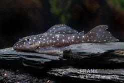 Orinoco-Engelsharnischwels, L201, Hypancistrus Sp. -Heimtierbedarf L 201 Hypancistrus spec 2