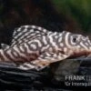 Königstiger-Harnischwels, Hypancistrus Spec. L333 Belo Monte -Heimtierbedarf L 333 Hypancistrus spec 1