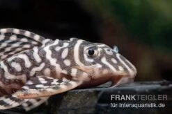 Königstiger-Harnischwels, Hypancistrus Spec. L333 Belo Monte -Heimtierbedarf L 333 Hypancistrus spec 2