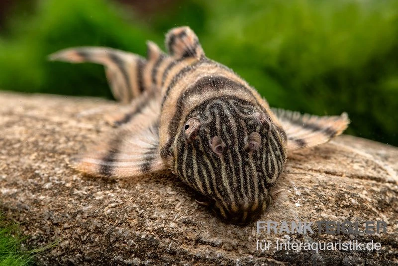 Harnischwels, L397, Panaqolus Sp. 4 Harnischwels, L397, Panaqolus Sp. – Bild 2