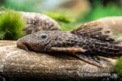 Leopard-Kaktuswels, L 114, LDA 7, L427 Pseudacanthicus Cf. Leopardus -Heimtierbedarf L 427 Pseudacanthicus cf leopardus 11