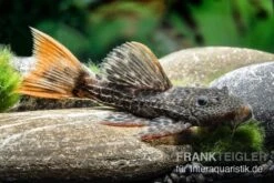 Leopard-Kaktuswels, L 114, LDA 7, L427 Pseudacanthicus Cf. Leopardus -Heimtierbedarf L 427 Pseudacanthicus cf leopardus 13