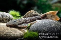 Leopard-Kaktuswels, L 114, LDA 7, L427 Pseudacanthicus Cf. Leopardus -Heimtierbedarf L 427 Pseudacanthicus cf leopardus 6